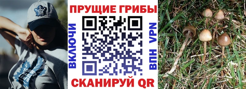 где купить наркоту  OMG ONION  Галлюциногенные грибы Magic Shrooms  Руза 